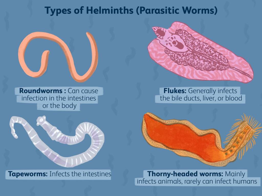 Parasites Logan City