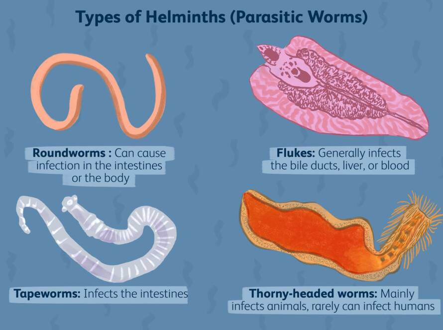 Parasites Logan City
